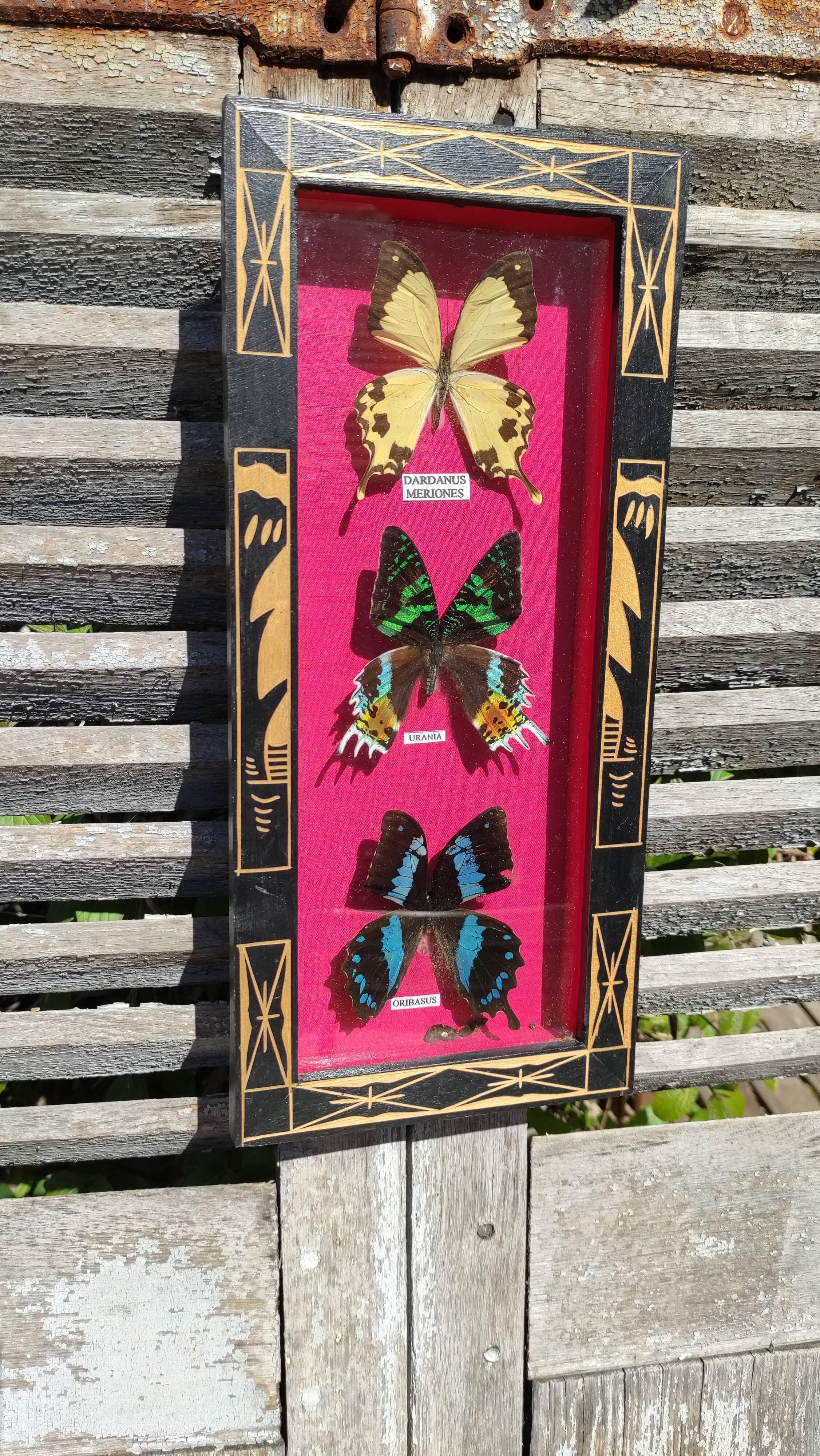Vintage naturalized butterfly frame