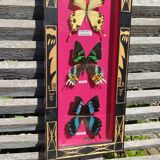 Vintage naturalized butterfly frame