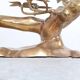 Willy Daro brass Bonsai and glass coffee table, 1970s
