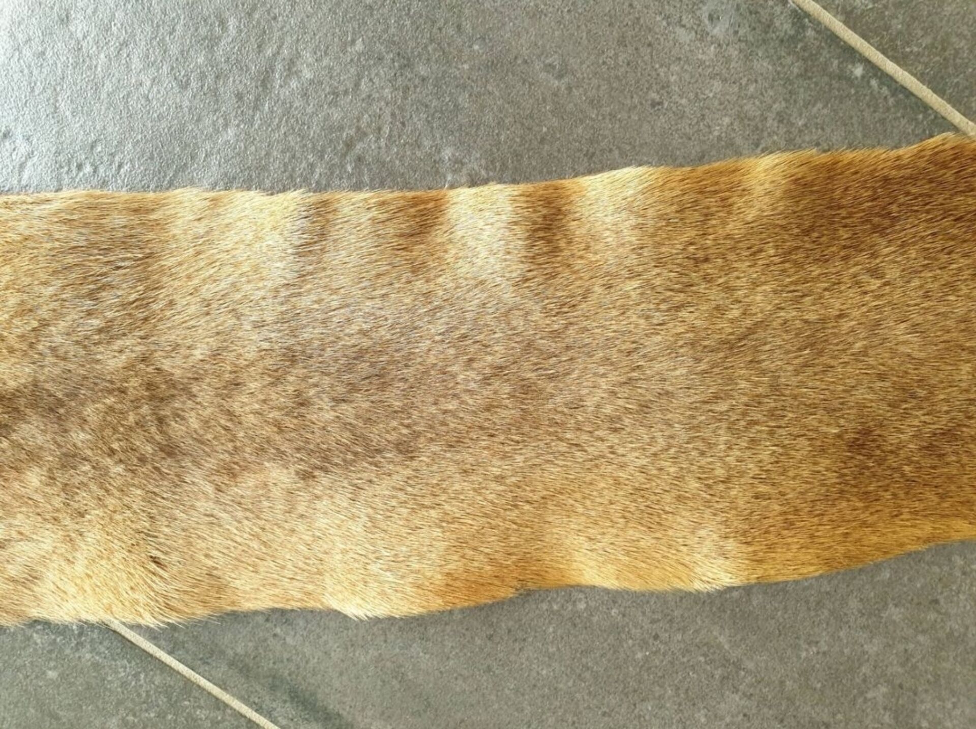 Kangaroo skin Curiosity cabinet