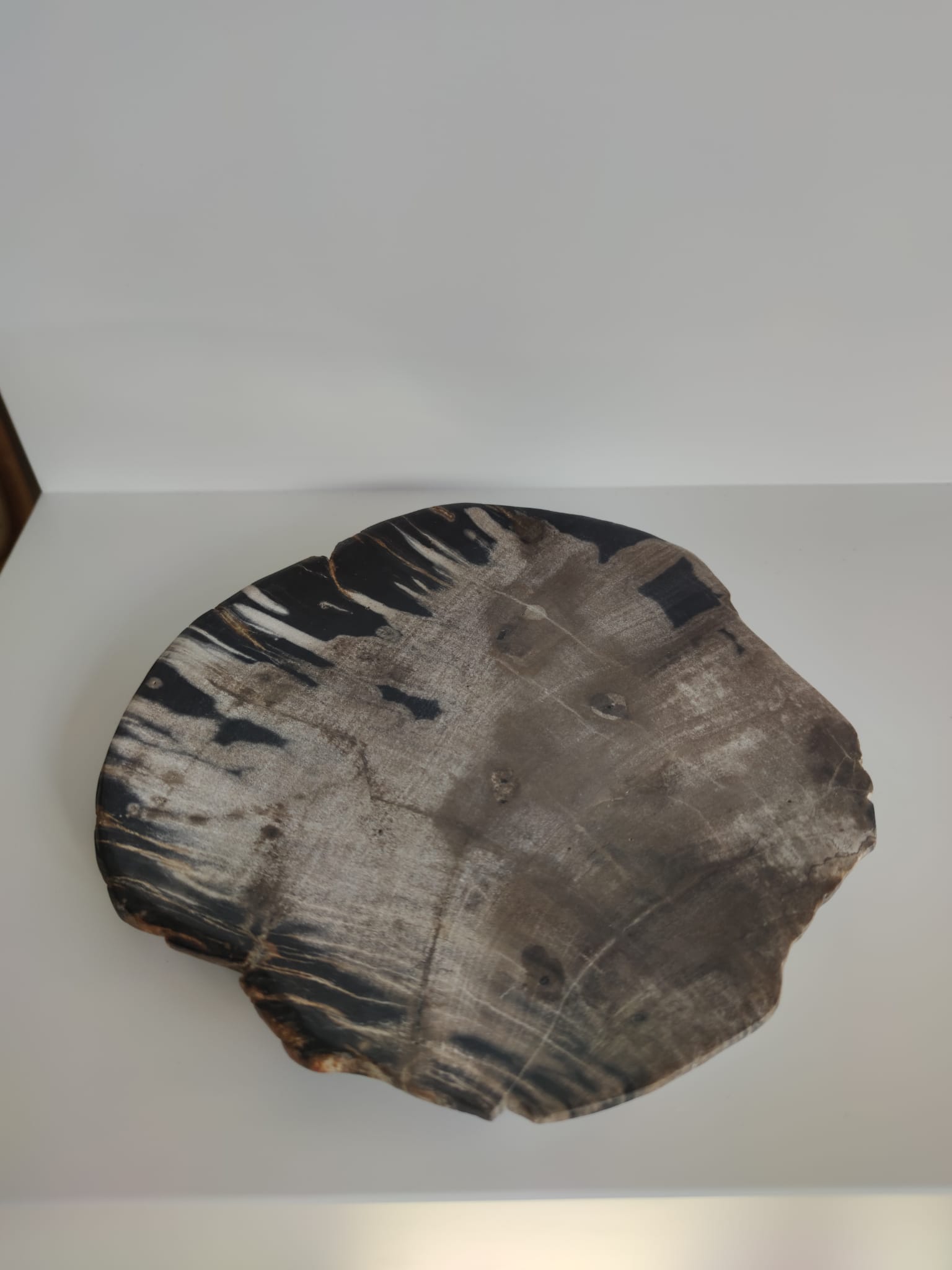 Large empty pocket or flat petrified wood - 24,5cm