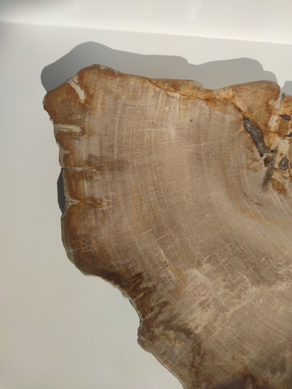Large empty pocket or flat petrified wood - 30cm