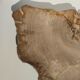 Large empty pocket or flat petrified wood - 30cm