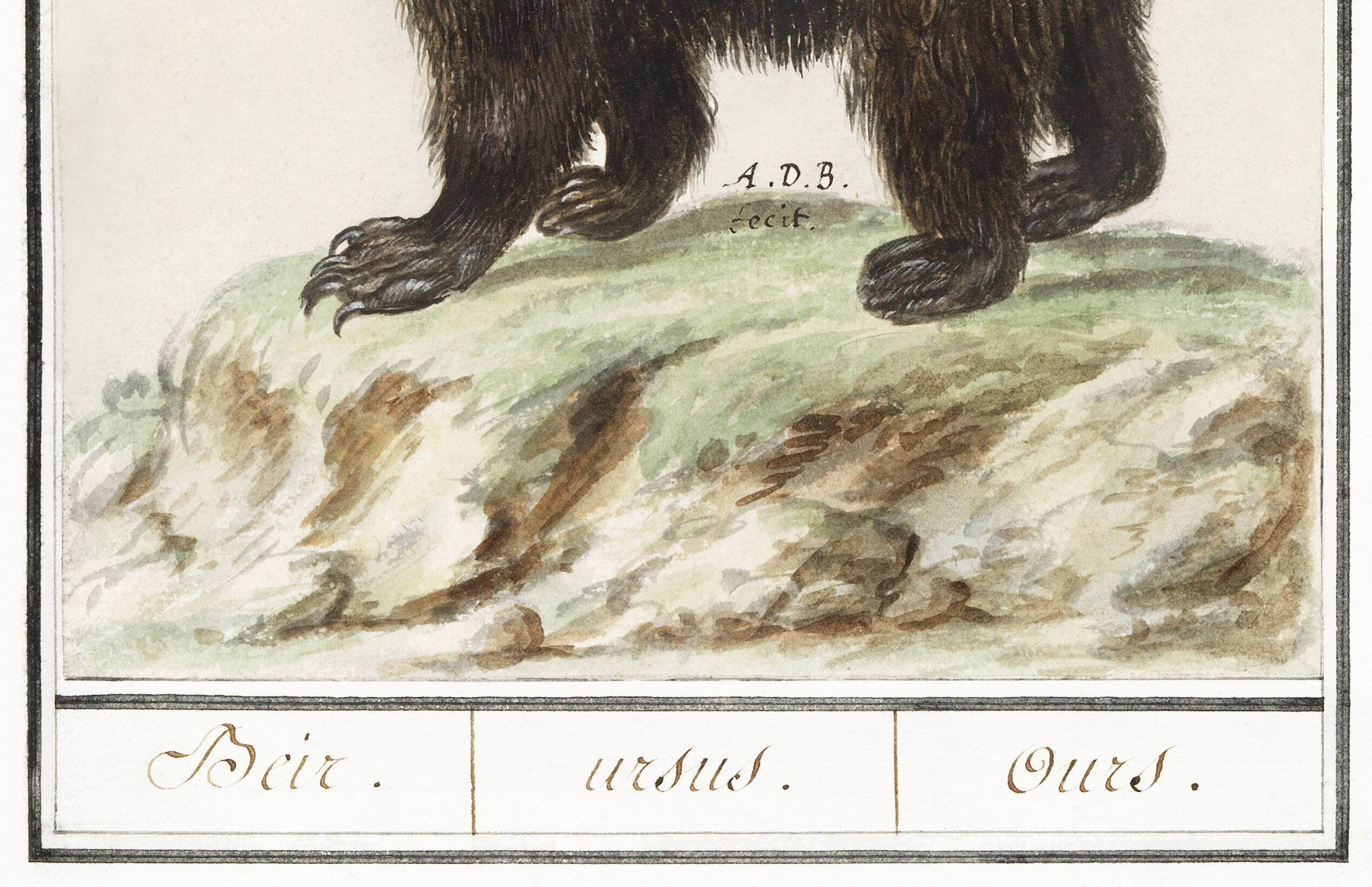 Small poster about the bear, after an old engraving from 1610.