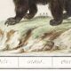 Small poster about the bear, after an old engraving from 1610.