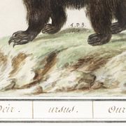 Petite affiche sur l'ours, d'après une gravure ancienne de 1610.