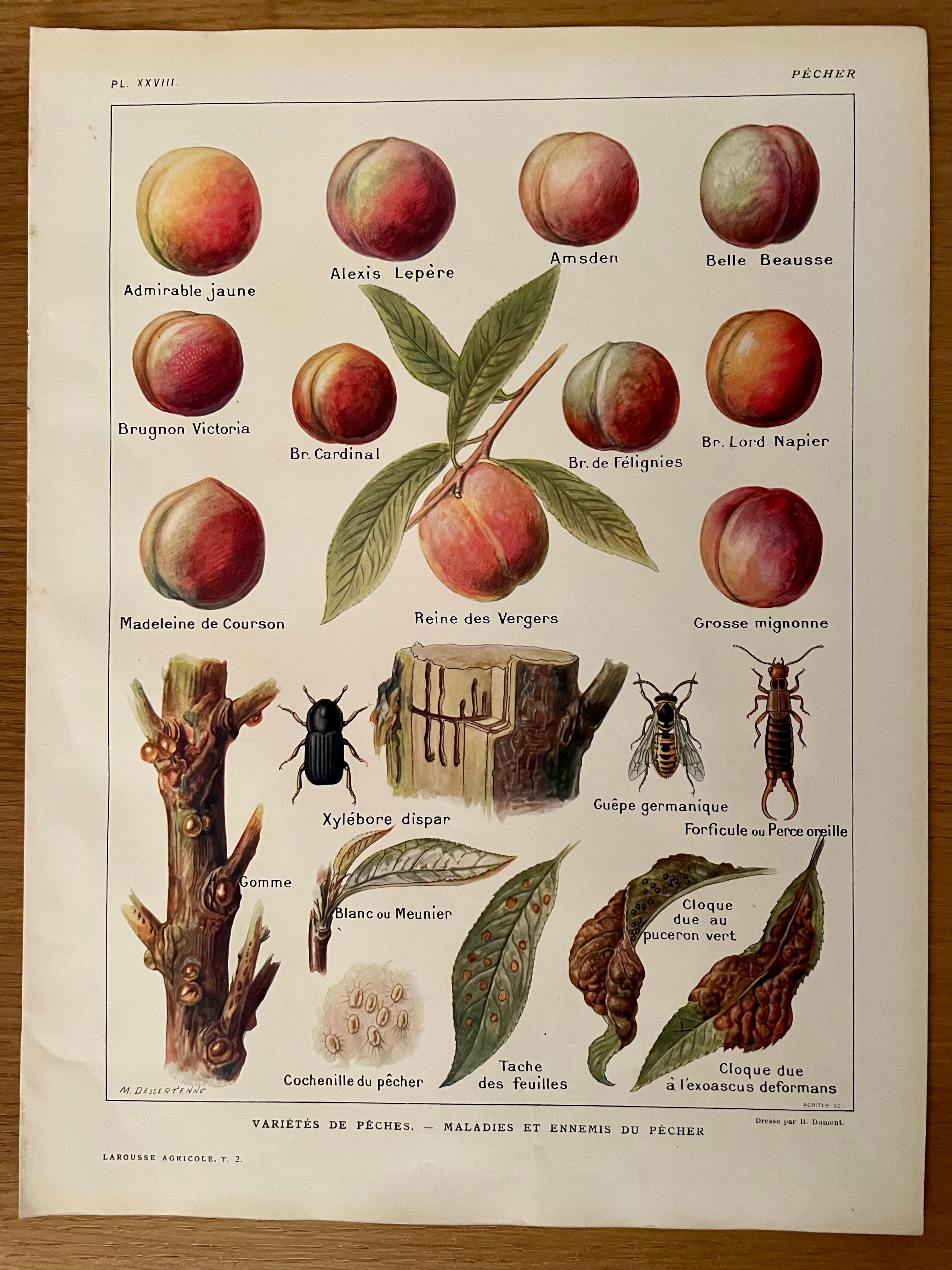 Lithographie sur le pêcher et les pêches de 1921