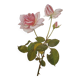 Botanical illustration of rose - Madame Caroline Testout - Nature poster - Rose engraving