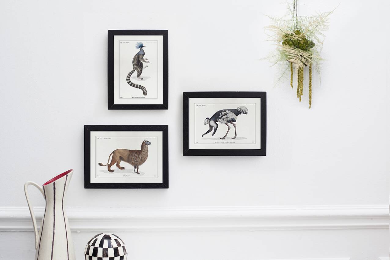 Chimera lithograph engraving animal - the maricoq