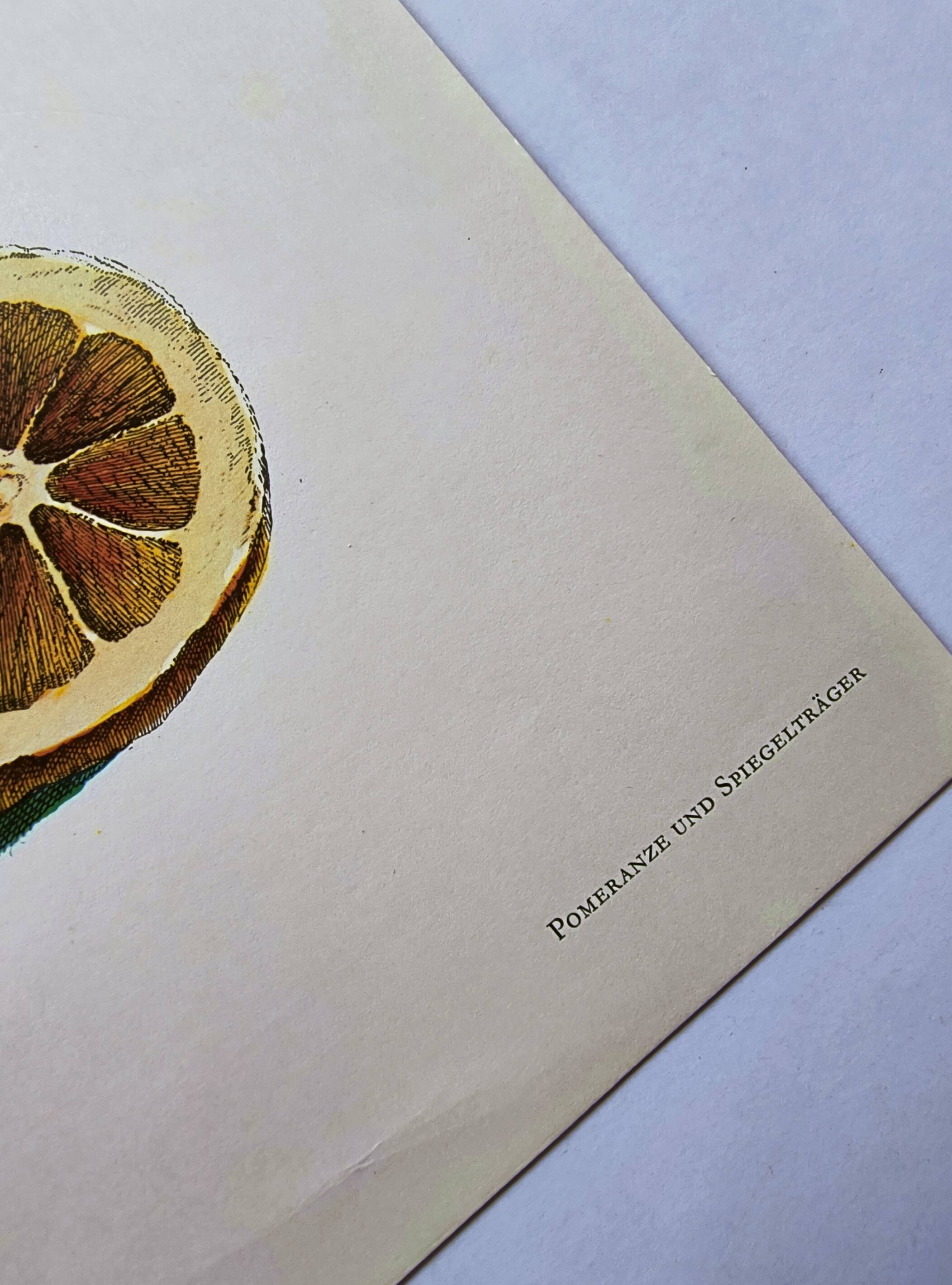 Vintage illustration Bitter orange tree and Atlas butterfly by Merian