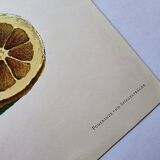 Vintage illustration Bitter orange tree and Atlas butterfly by Merian