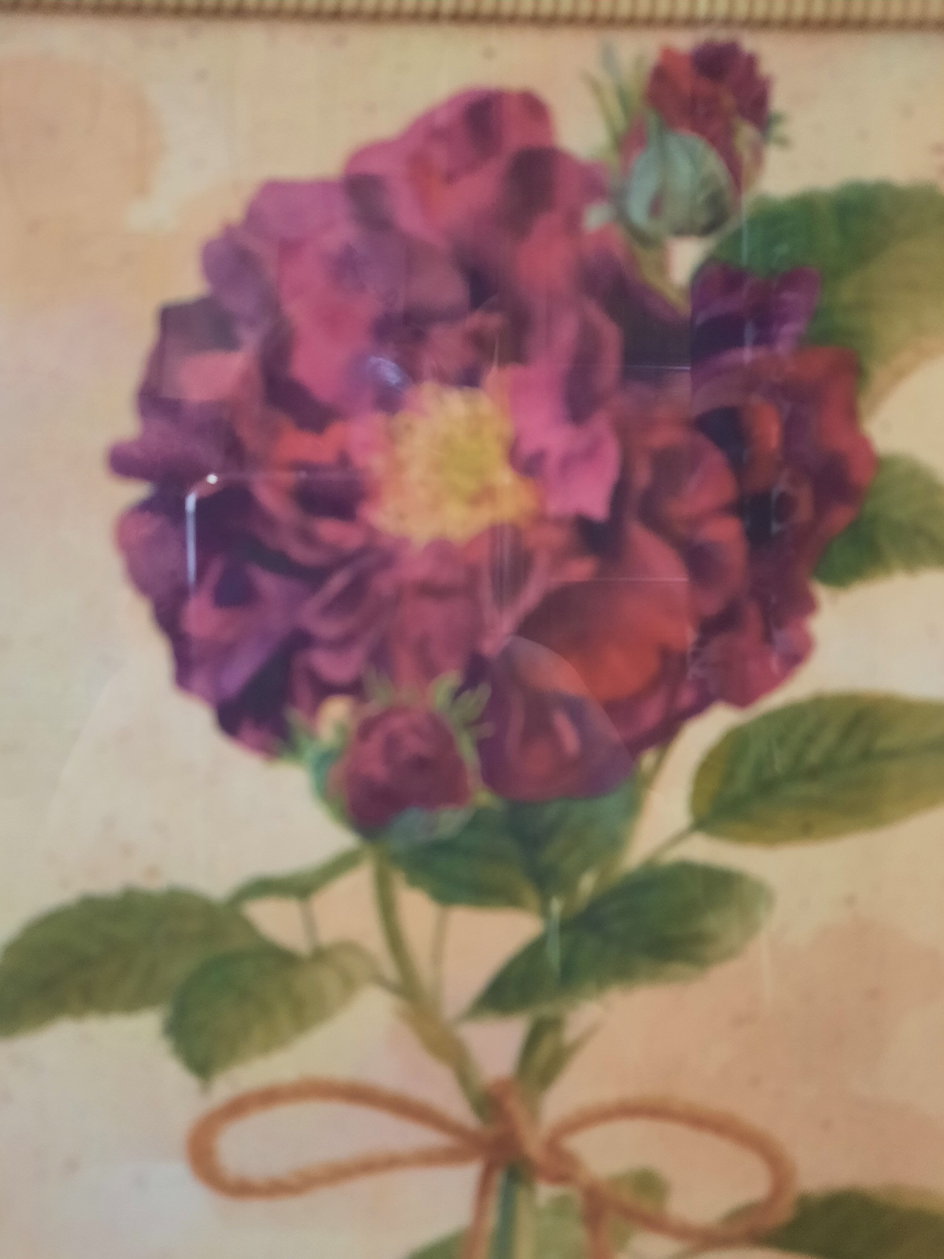 The Tuscan rose vintage illustration