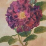 The Tuscan rose vintage illustration