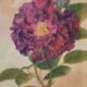 La rose toscane illustration vintage
