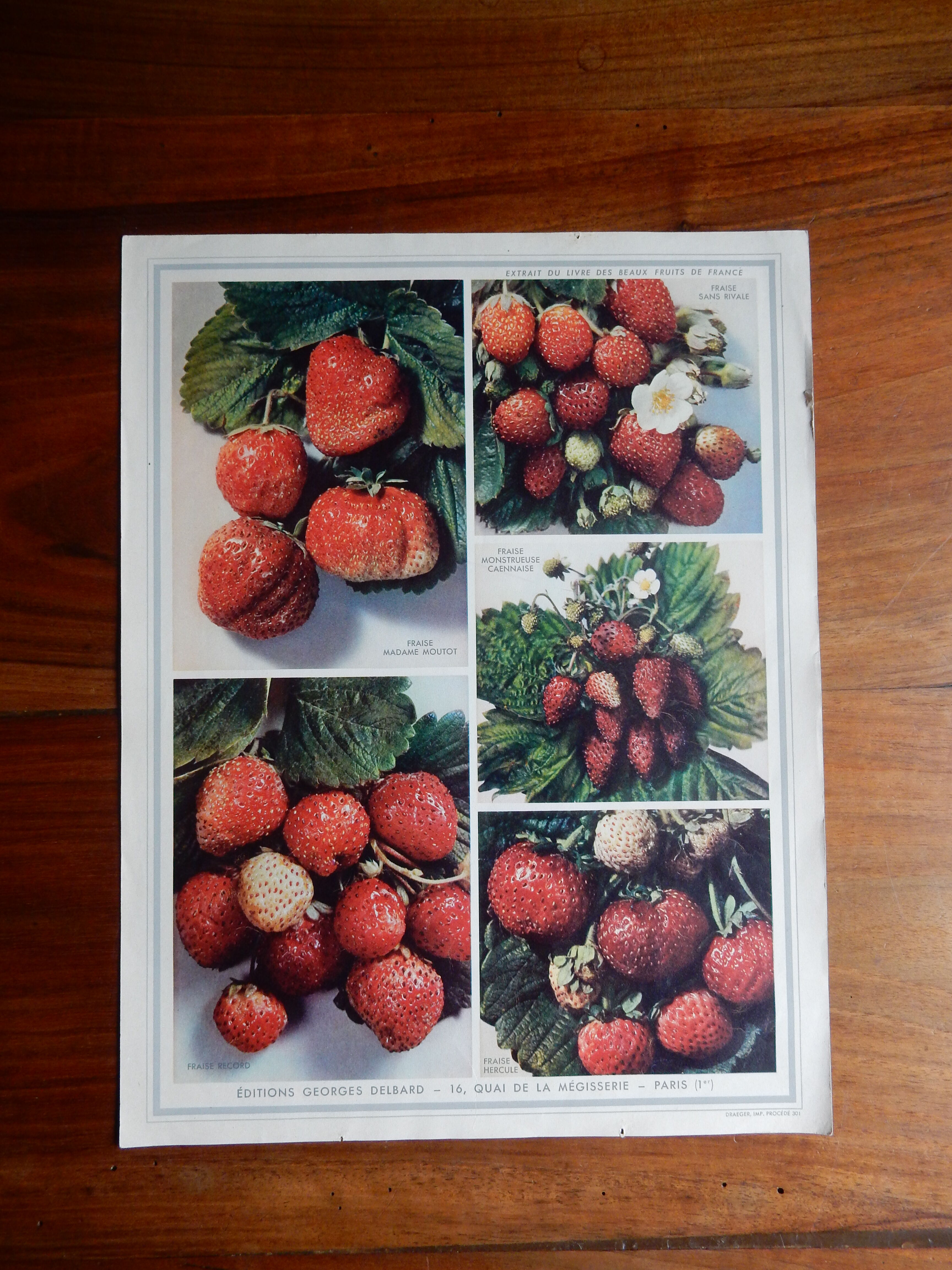 Botanical poster on strawberries 1947 Delbard