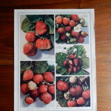 Botanical poster on strawberries 1947 Delbard