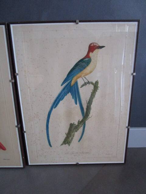 Pair of framed antique bird prints
