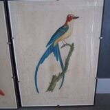 Paire de gravures d'oiseaux anciennes encadrées