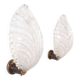 Paire d'appliques feuille Barovier Murano