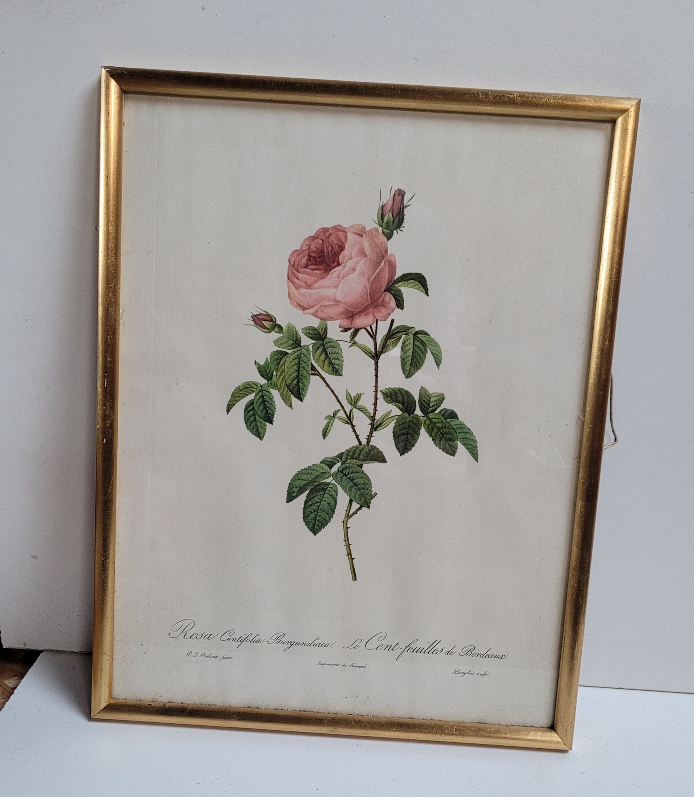 Lithograph under frame Rosier Centfeuilles de Bordeaux