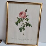 Lithograph under frame Rosier Centfeuilles de Bordeaux