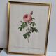 Lithograph under frame Rosier Centfeuilles de Bordeaux