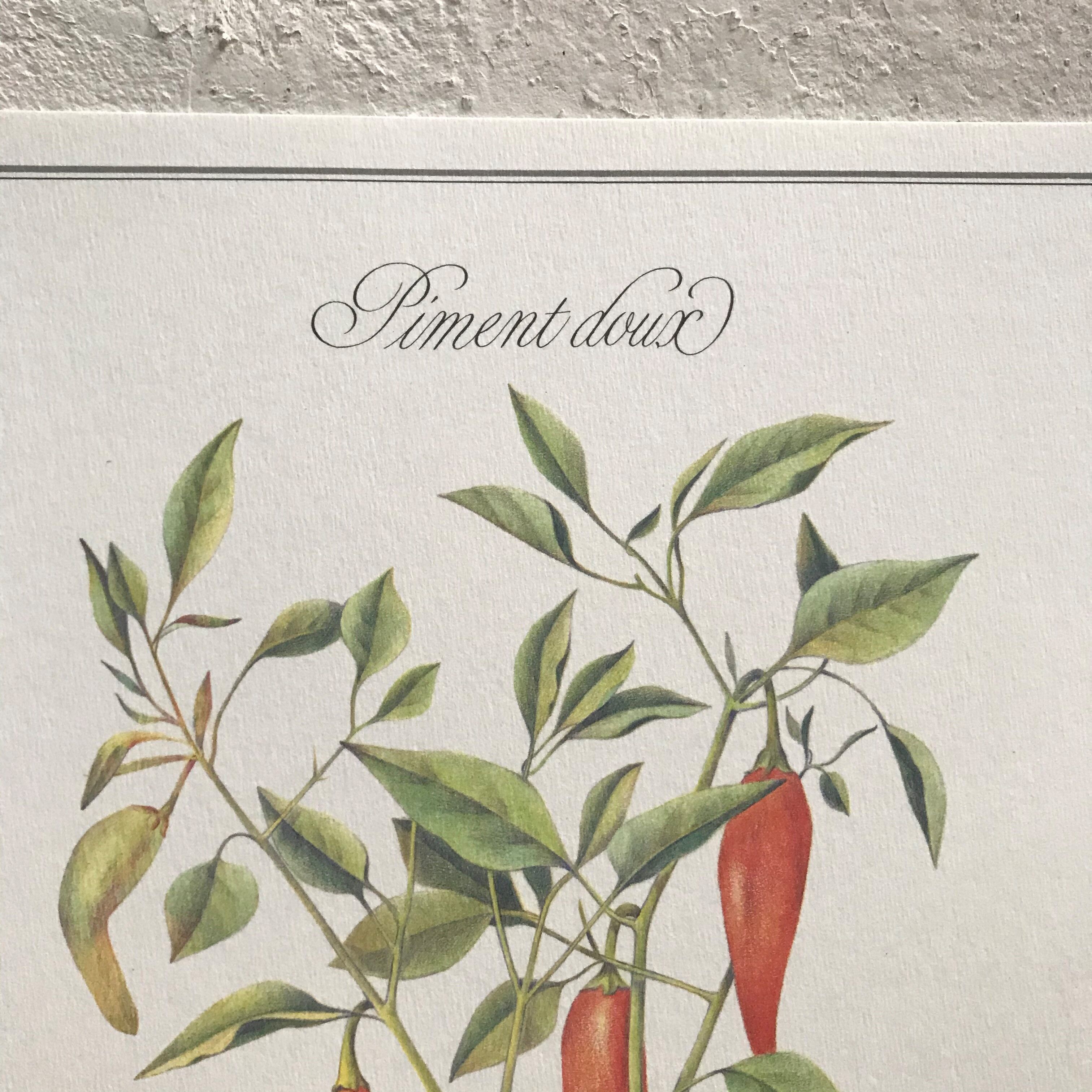 Botanical board the Sweet Pepper