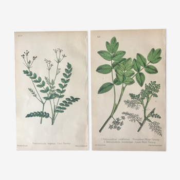 Duo de planches botaniques R.Hogg,1878