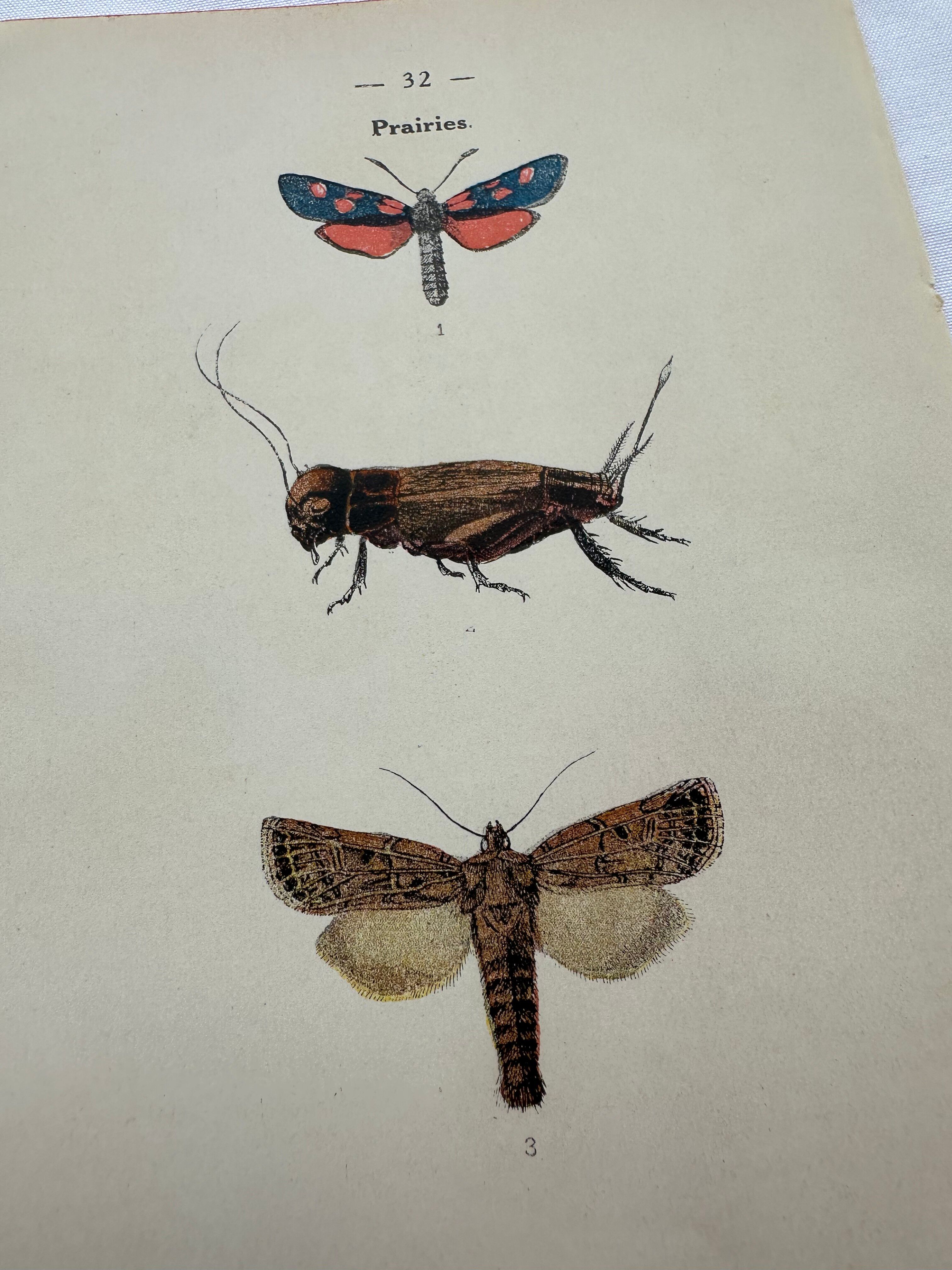 Botanical engraving vintage naturalist poster 1900