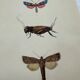 Botanical engraving vintage naturalist poster 1900