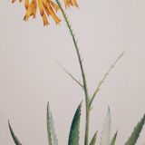 Botanical board Aloes