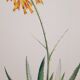 Planche botanique Aloes