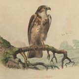 Ornithological board "Le Balbusard - Le Jean-le-Blanc" Buffon 1838