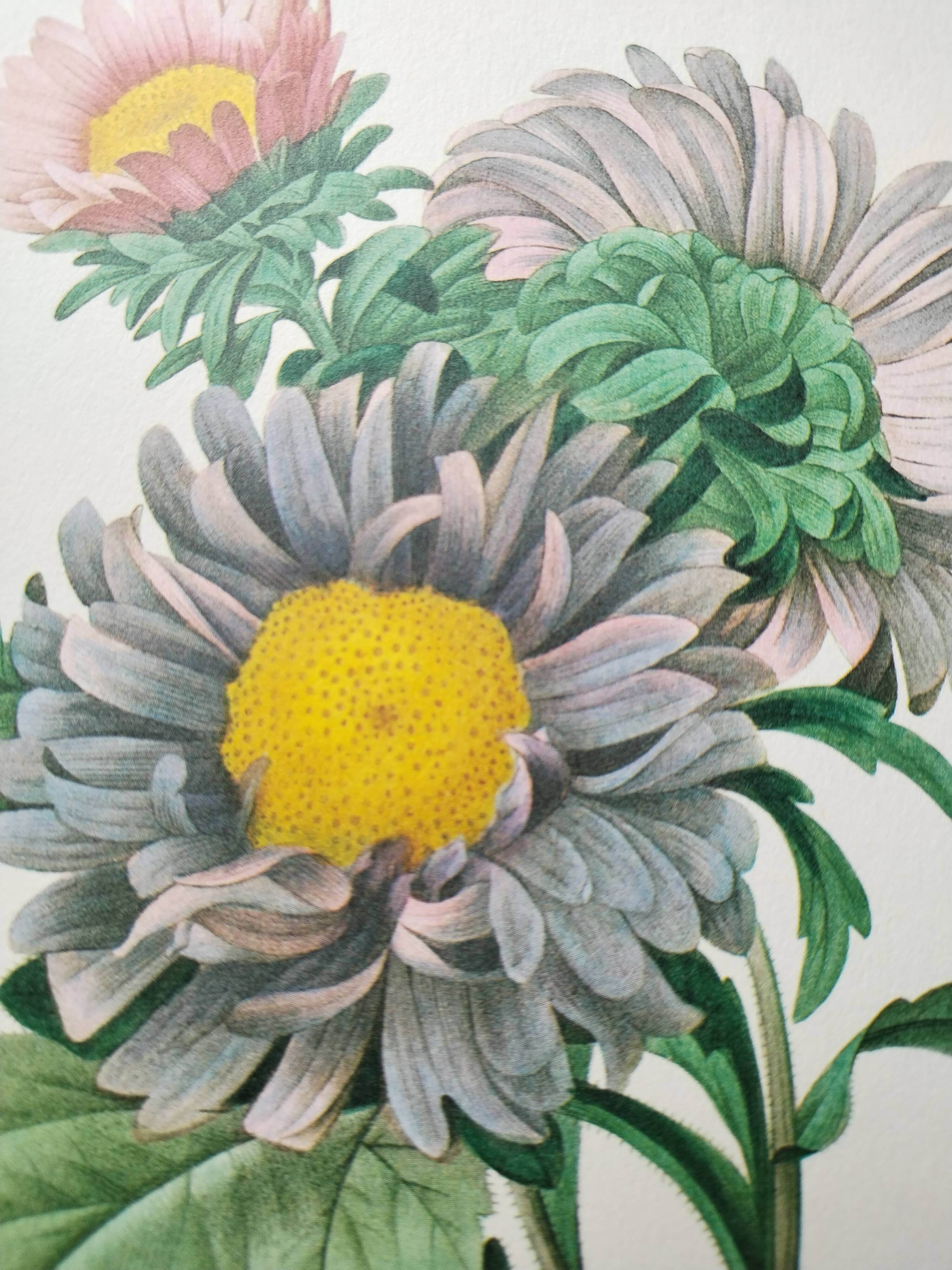 Planche illustrée originale Aster de Chine