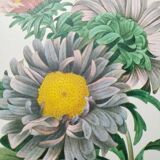 Planche illustrée originale Aster de Chine