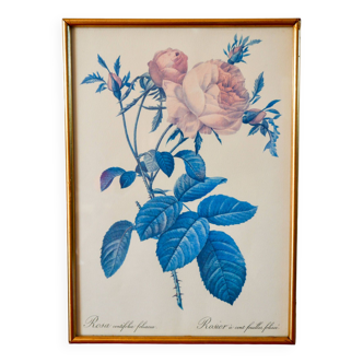 Lithograph pj redouté hundred-leaf rose bush 20th century