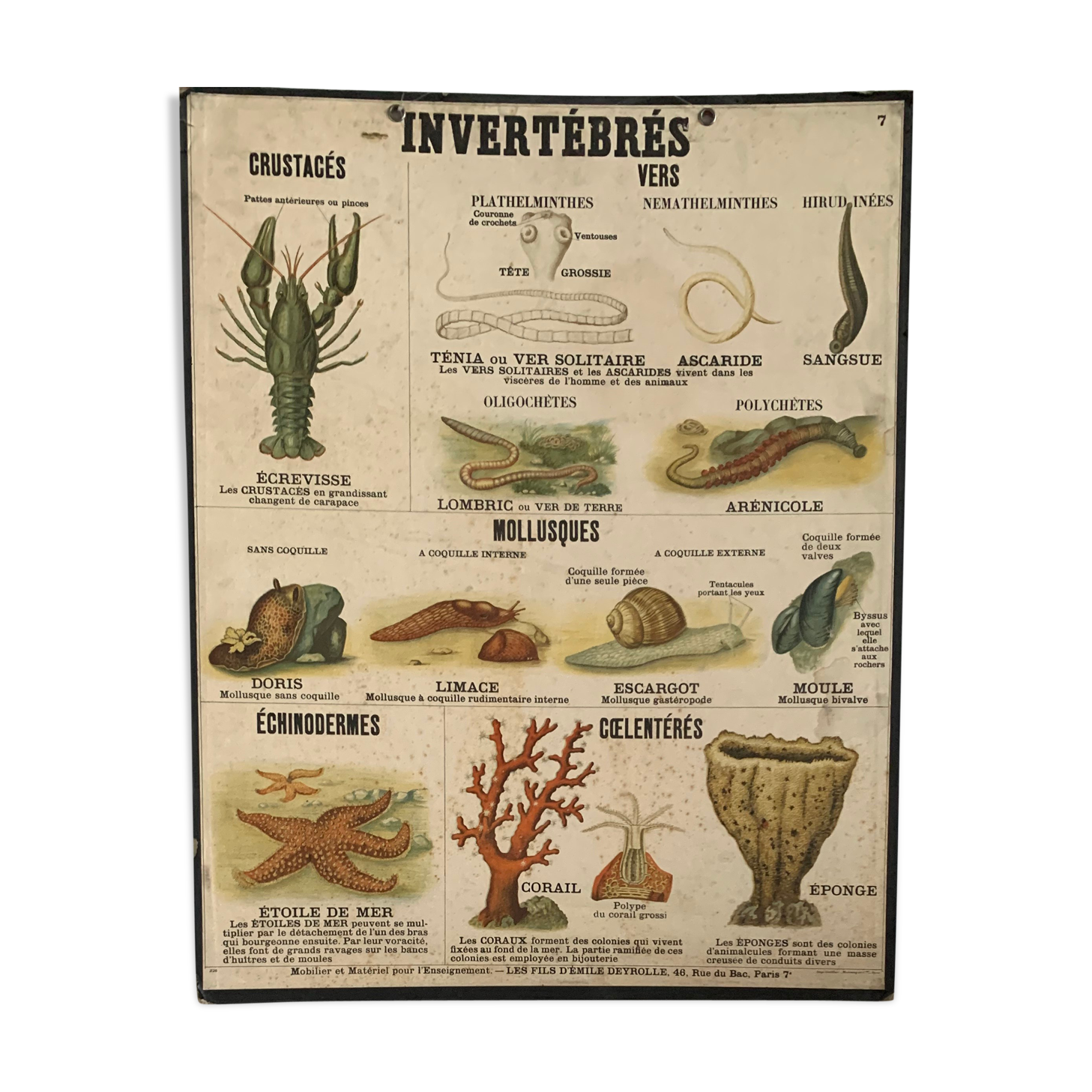 Board Émile Deyrolle