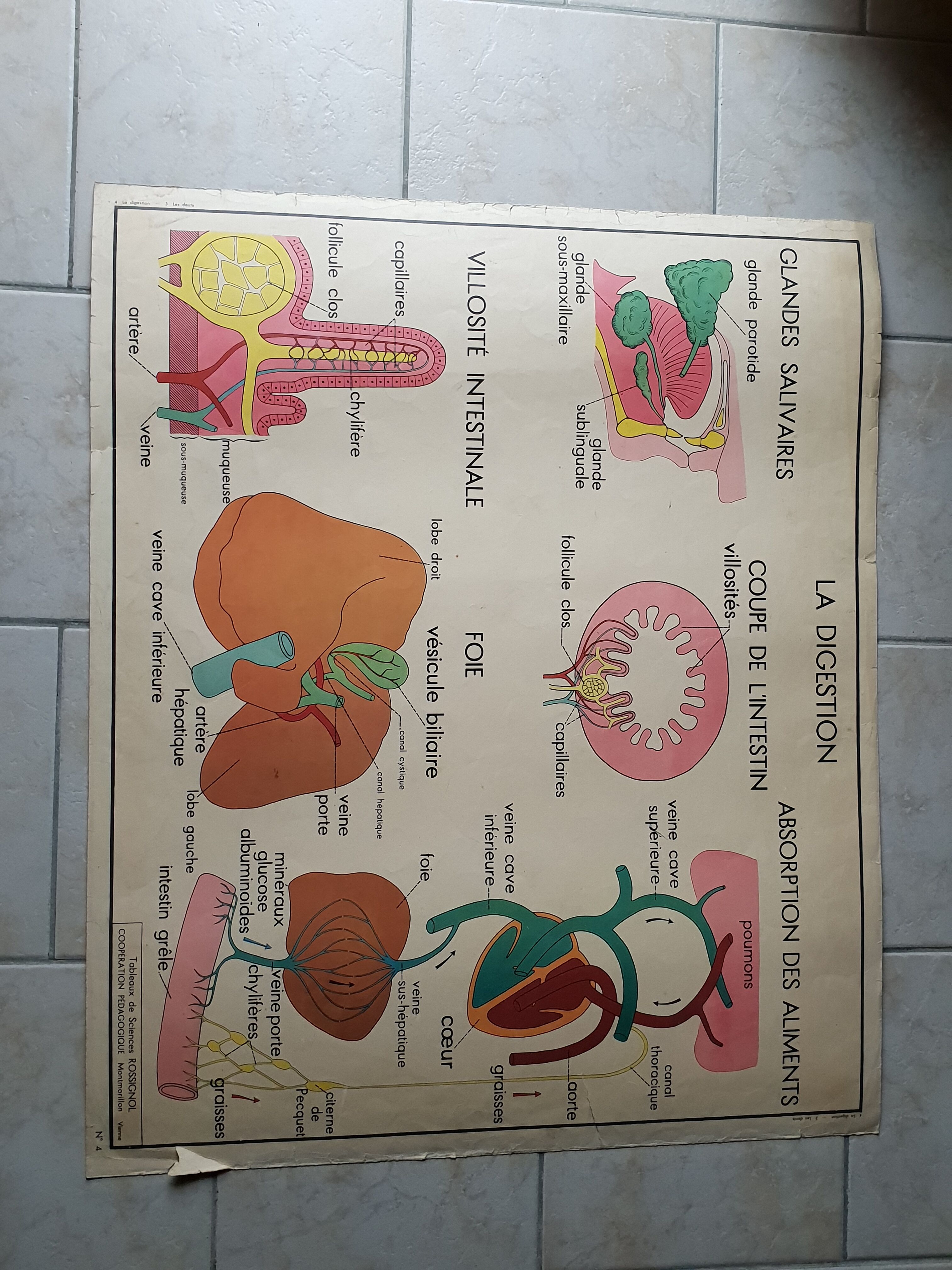 School poster Nightingale N ° 3 the teeth N ° 4 the Digestion
