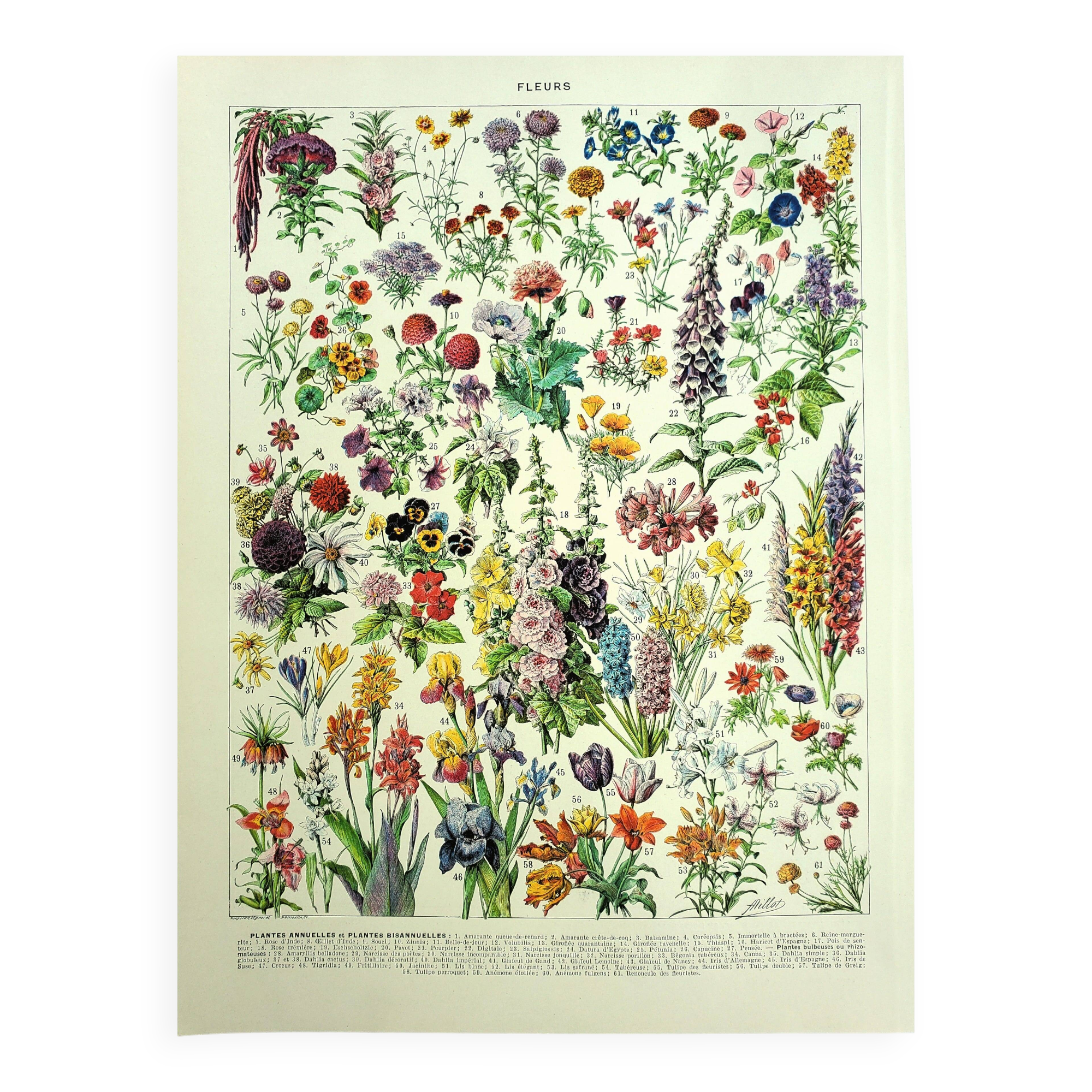 Old engraving 1928 - Flower and plant (1) by A. Millot - Illustration