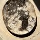 Very large empty pocket or petrified wooden flat