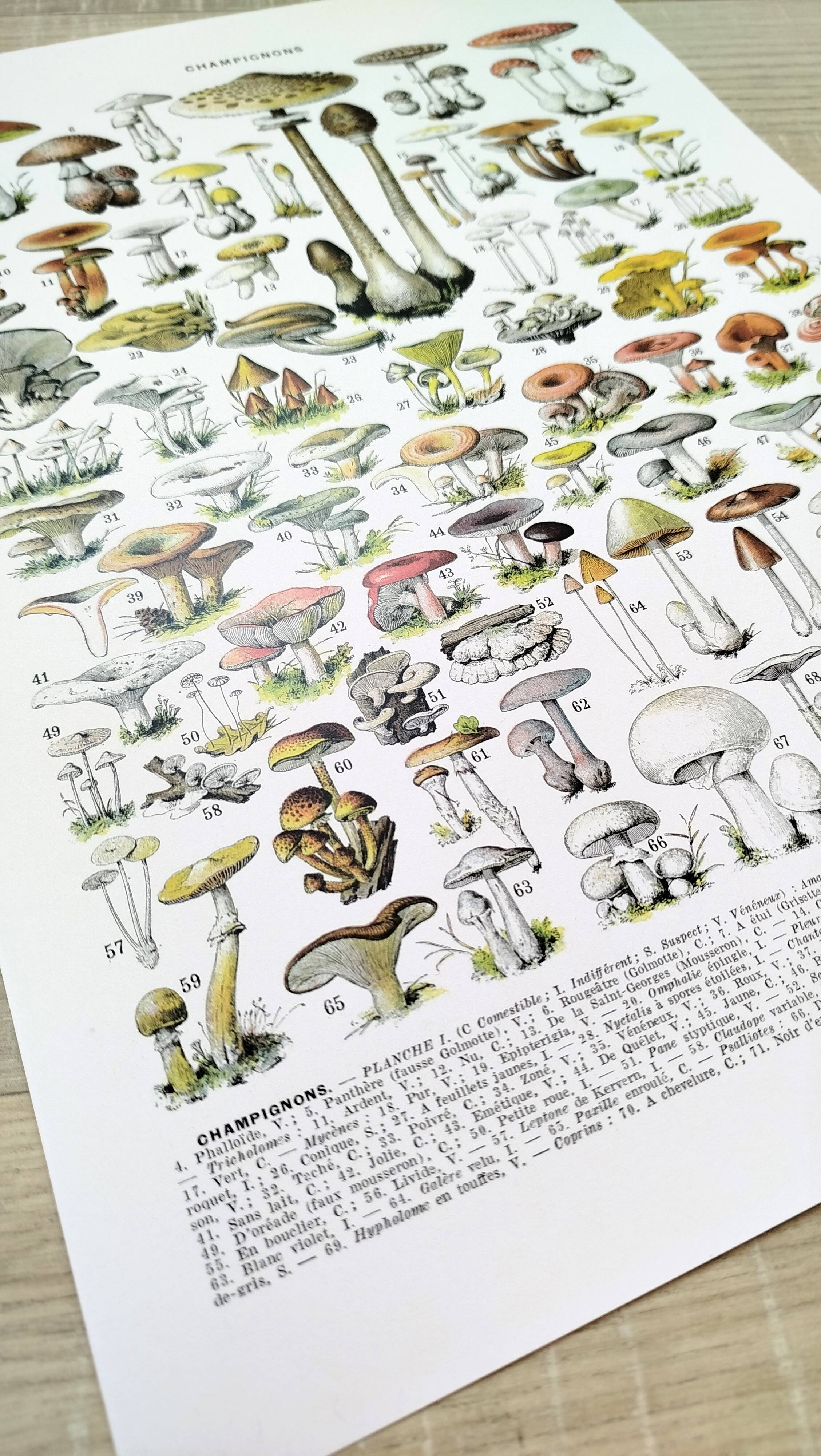 Poster about "Amanita" mushrooms, based on a 1928 lithograph