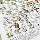 Poster about "Amanita" mushrooms, based on a 1928 lithograph