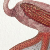 Chimera lithograph animal engraving - the pink flamoulpe