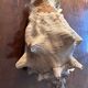 Lot of 8 old collectible shells - cabinet of curiosity