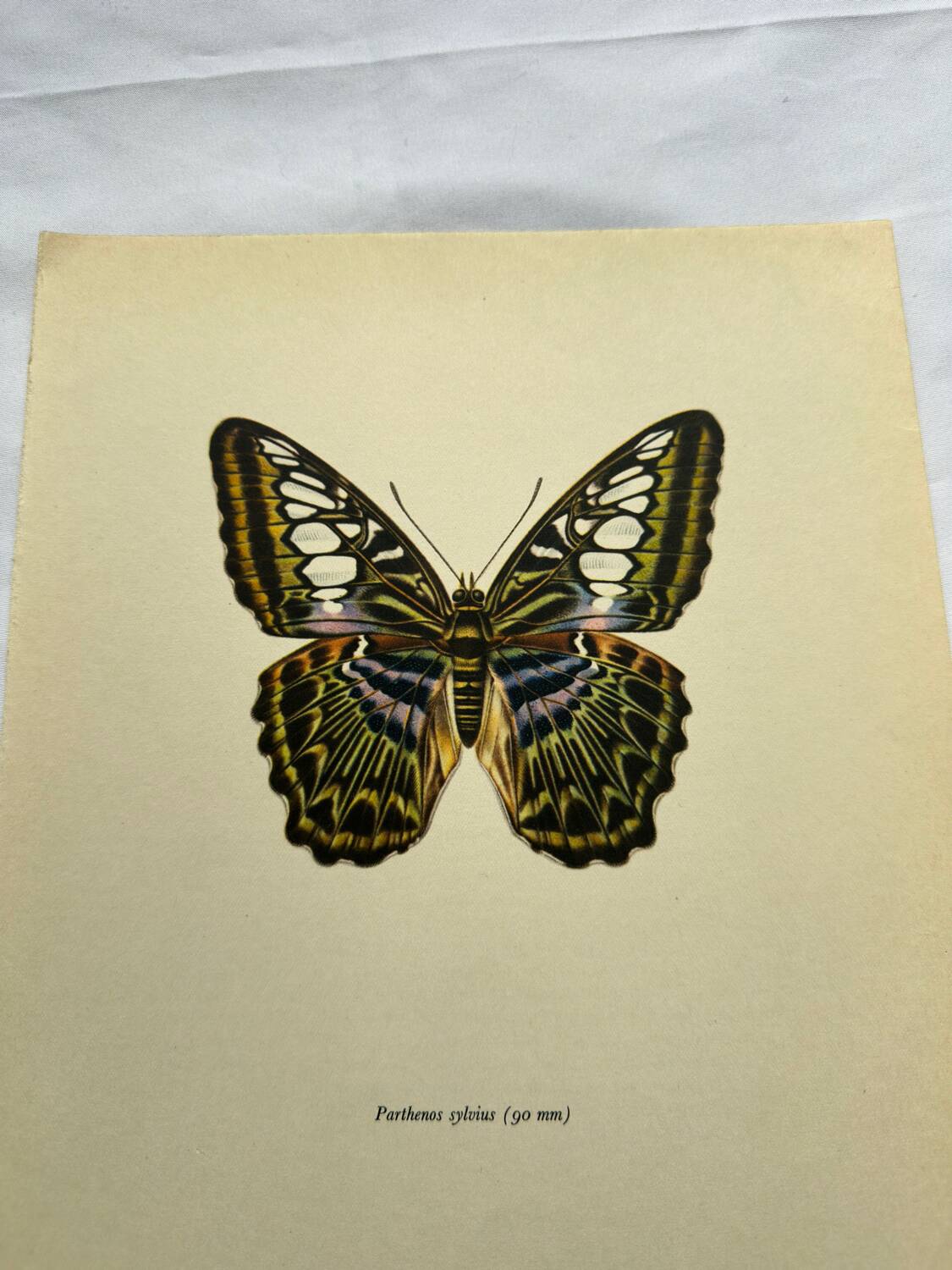 Botanical butterfly print vintage zoo lithograph decor