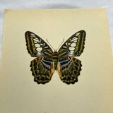 Botanical butterfly print vintage zoo lithograph decor