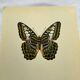 Gravure papillon affiche botanique zoo litho ancienne déco