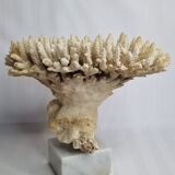 Ancien corail blanc Acropore sur socle en marbre, 25 cm