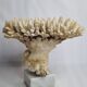 Old white coral Acropore on marble base, 25 cm