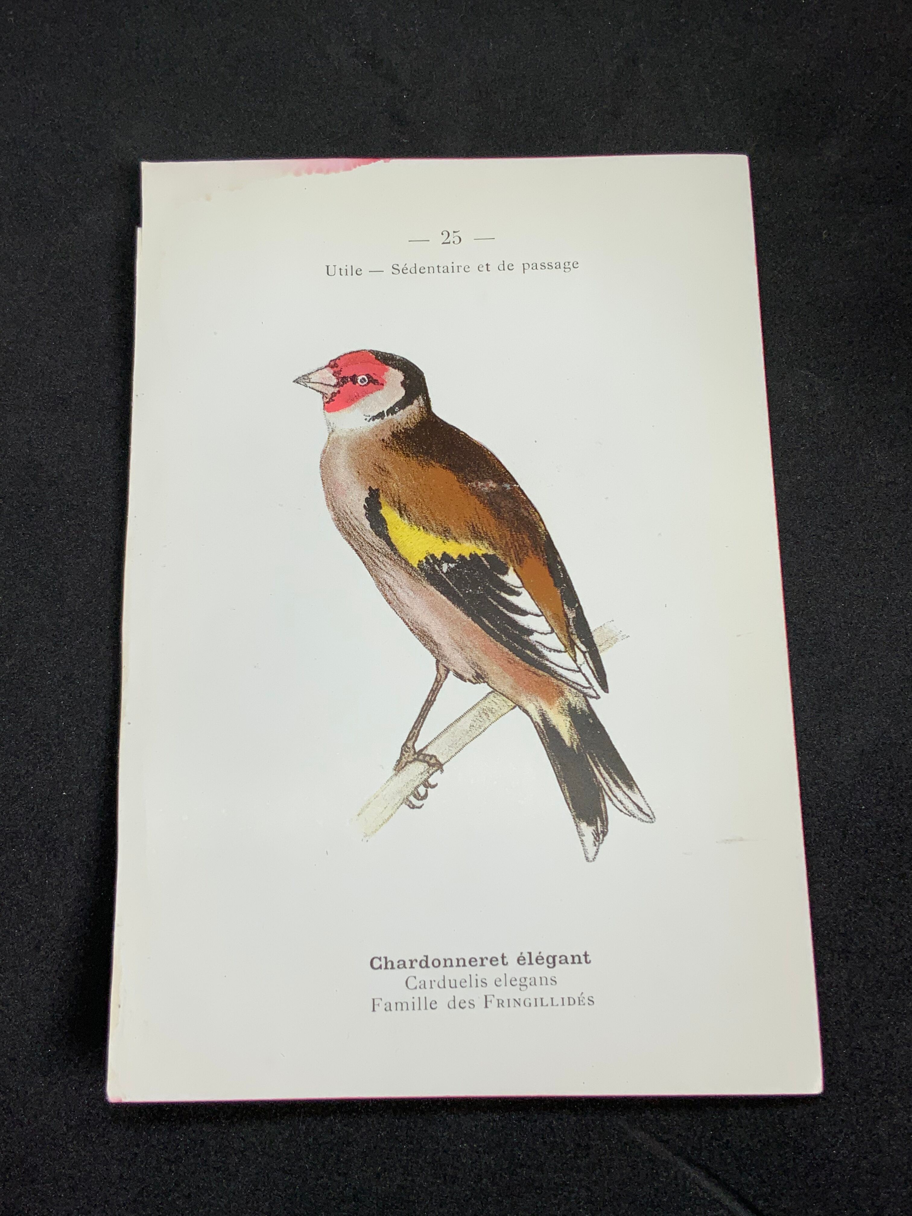 Naturalist plate old birds double-sided engraving work 1908 G. Denise